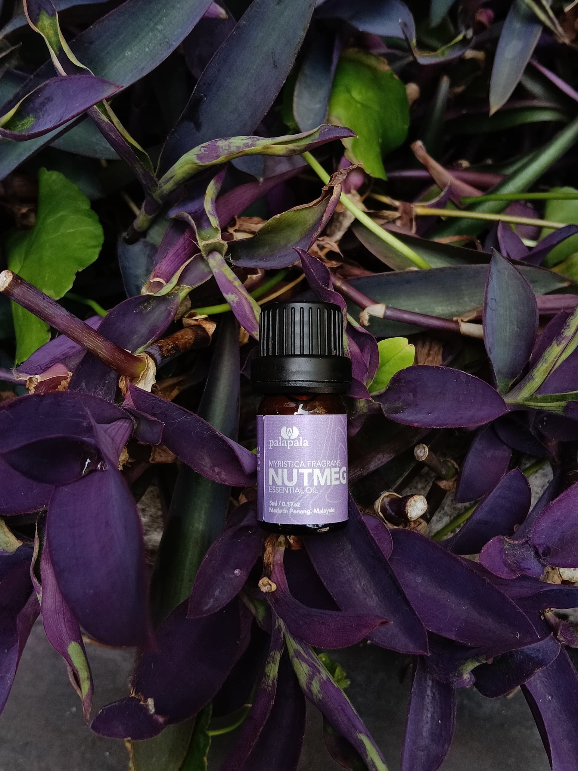 豆蔻精油 (nutmeg essential oil ）